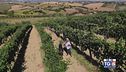 Sulle colline marchigiane è già tempo di vendemmia