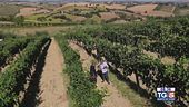 Sulle colline marchigiane è già tempo di vendemmia