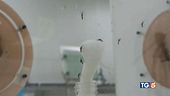 West Nile aggressivo, da giugno 13 vittime