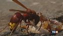 Caldo torrido e rifiuti, ecco la vespa orientale