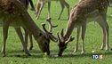 Salvare il bosco o salvare Bambi?