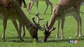Salvare il bosco o salvare Bambi?