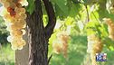 Gusto di Vino: il Bianchello del Metauro