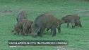 Cinghiali romani nel mirino?