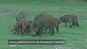 Cinghiali romani nel mirino?