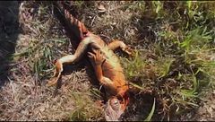 Ep. 4 - Iguane congelate e terra sanguinante