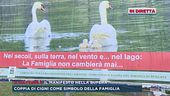 Il manifesto nella bufera