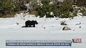 L'orso Juan Carrito ancora protagonista