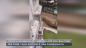 Shanghai, il cane calato dal balcone