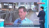 Da Cremona, in un allevamento di mucche