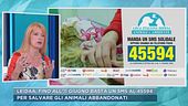 Leidaa, per salvare gli animali abbandonati