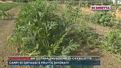 Da Ottana, i campi divorati dalle cavallette