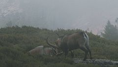 Ep. 1 - La lotta per la vita