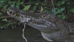 Ep. 2 - La lotta per la famiglia