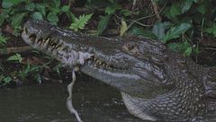 Ep. 2 - La lotta per la famiglia