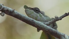 Ep. 4 - La lotta per l'amore