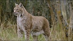 Ep. 5 - La lotta per il territorio