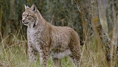 Ep. 5 - La lotta per il territorio