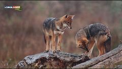 Puntata del 2 gennaio