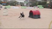 L'Educa-Cani
