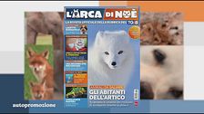 Il Can-piello