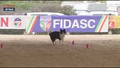 L'Educa-Cani