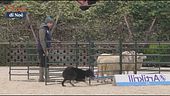 L'Educa-cani
