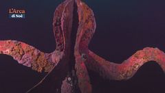 Puntata dell'11 dicembre