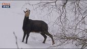 L'inverno dei camosci