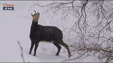 L'inverno dei camosci