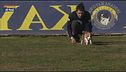 L'Educa-cani