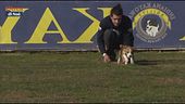 L'Educa-cani