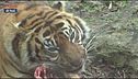 Sua maestà la tigre di Sumatra
