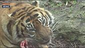 Sua maestà la tigre di Sumatra