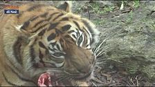 Sua maestà la tigre di Sumatra