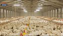 Lav e aviaria delle galline ovaiole del Nord
