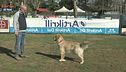 L'educa-cani