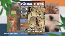 Il can-piello