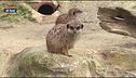 Al Bioparco di Roma, conosciamo i surikati