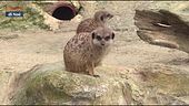 Al Bioparco di Roma, conosciamo i surikati