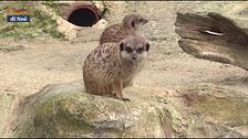 Al Bioparco di Roma, conosciamo i surikati