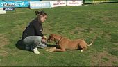 L'educa-cani: il giro completo