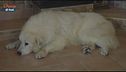 Senior pet, un'app che aiuta i proprietari anziani di animali domestici
