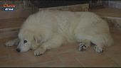 Senior pet, un'app che aiuta i proprietari anziani di animali domestici