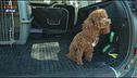 Il cane soffre l'auto? I consigli dell'addestratore