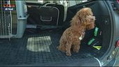 Il cane soffre l'auto? I consigli dell'addestratore