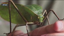A bordo dell'Arca di Noè c'è anche... la cavalletta gigante corazzata