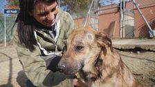 San Patrignano, il progetto "Un rifugio per due"