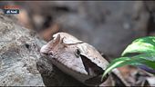 Parenti serpenti