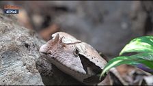 Parenti serpenti